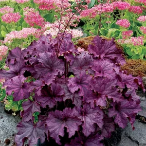 Amethyst Heuchera Coral Bells Live Plant - 3 inch Plug - Outdoor Perennial - Image 1