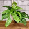 Amydrium Medium 'Spider Man Monstera' Live Starter Plant - Rare Aroid - Image 1