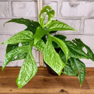 Amydrium Medium 'Spider Man Monstera' Live Starter Plant - Rare Aroid - Image 1
