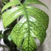 Amydrium Spider-Man Monstera Live Plant, Rare Houseplant Starter - Image 1