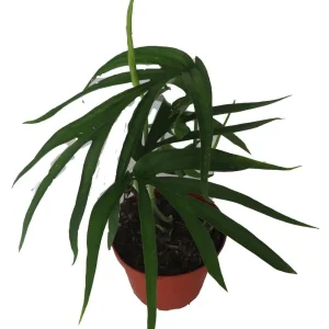 Amydrium Zippelianum Live Plant - Vining Houseplant - 4 Inch Pot - Image 2