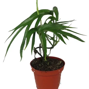 Amydrium Zippelianum Live Plant - Vining Houseplant - 4 Inch Pot - Image 1