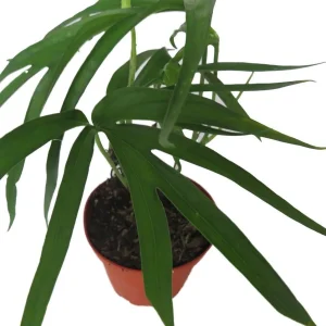 Amydrium Zippelianum Live Plant - Vining Houseplant - 4 Inch Pot - Image 4