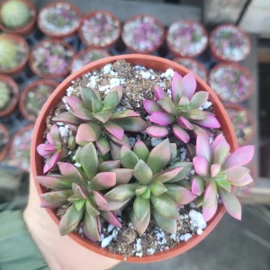 Anacampseros 'Sunrise' Variegated Succulent Live Plant 2in Pot - Image 2
