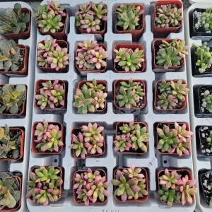 Anacampseros 'Sunrise' Variegated Succulent Live Plant 2in Pot - Image 3