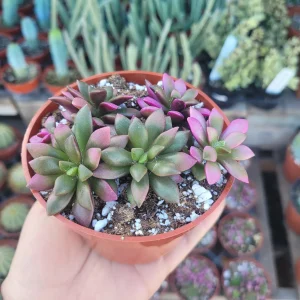 Anacampseros 'Sunrise' Variegated Succulent Live Plant 2in Pot - Image 8
