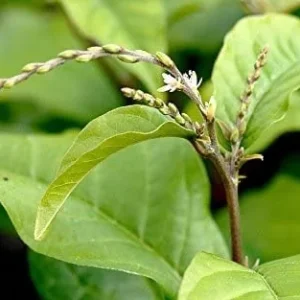 Anamu Seeds (Petiveria alliacea) - 15 Seeds for Herbal Garden - Image 2