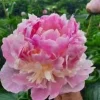 Angel Cheeks Peony Bare Root - 2-3 Eye - Double Pink Blooms - Outdoor Flower Plant - Image 1