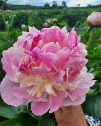 Angel Cheeks Peony Bare Root - 2-3 Eye - Double Pink Blooms - Outdoor Flower Plant - Image 1