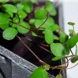 Angel Vine Muehlenbeckia Live Plant - 2.5