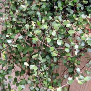 Angel Vine Muehlenbeckia Live Plant - 2.5