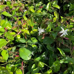Angel Wings Jasmine Live Plant - Jasminum Nitidum in 6