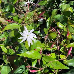 Angel Wings Jasmine Live Plant - Jasminum Nitidum in 6