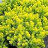 Angelina Sedum Live Plant – 3.5 inch Pot – Evergreen Groundcover – Outdoor - Image 1