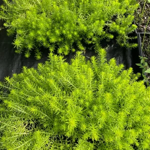 Angelina Sedum Live Plant – 3.5 inch Pot – Evergreen Groundcover – Outdoor - Image 4