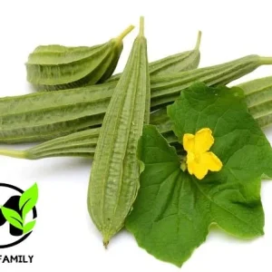 Angled Luffa Seeds - Ridged Sponge Gourd Seeds (Mướp Khía) for Garden - Image 1