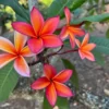 Angus Gold Plumeria Cutting - Unrooted Peach Frangipani, 10-12 in, Fragrant Tropical Plant - Image 1