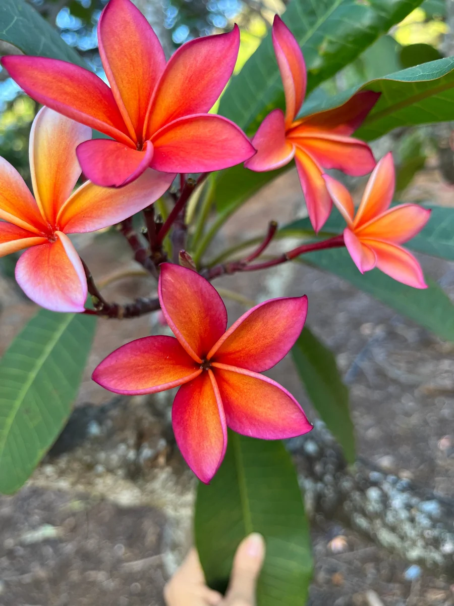 Angus Gold Plumeria Cutting - Unrooted Peach Frangipani, 10-12 in, Fragrant Tropical Plant - Image 2