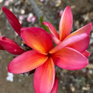 Angus Gold Plumeria Cutting - Unrooted Peach Frangipani, 10-12 in, Fragrant Tropical Plant - Image 3