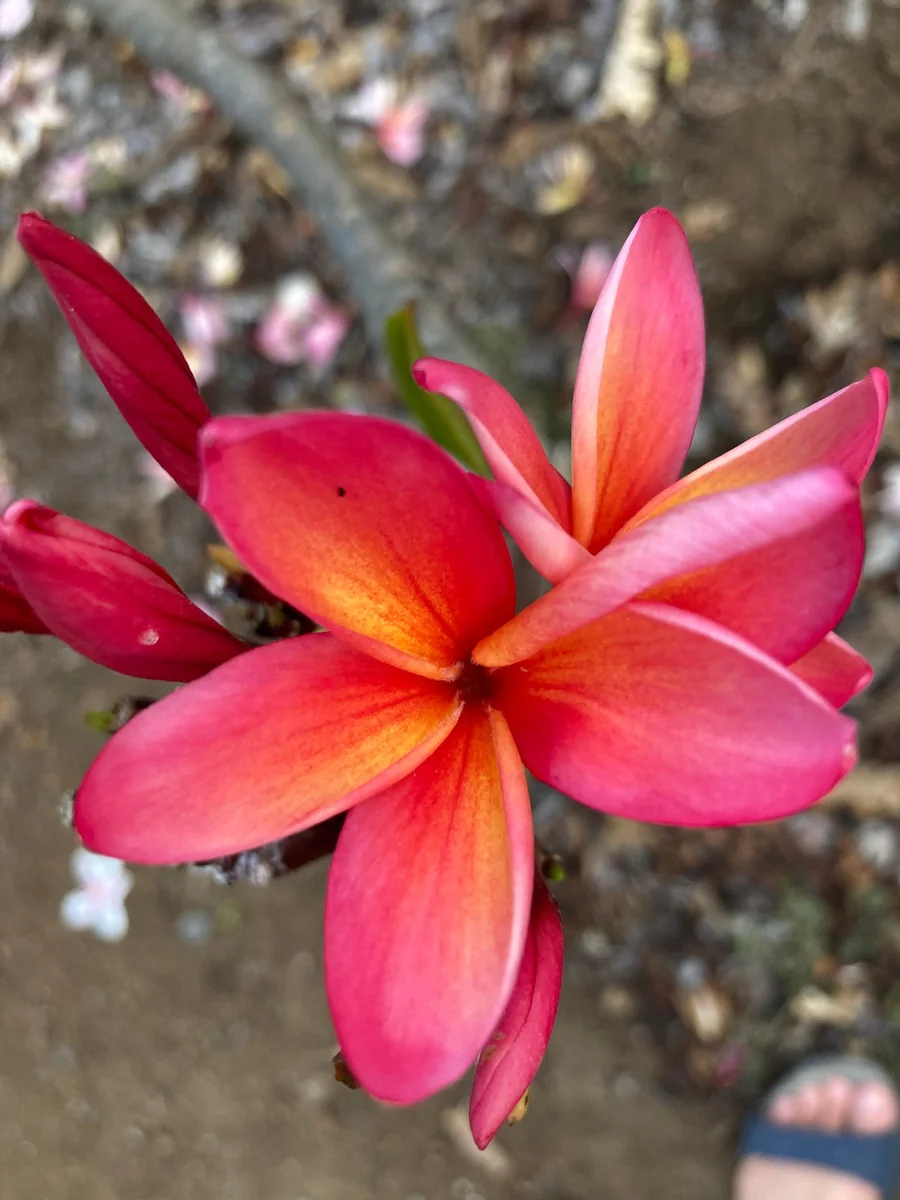 Angus Gold Plumeria Cutting - Unrooted Peach Frangipani, 10-12 in, Fragrant Tropical Plant - Image 3