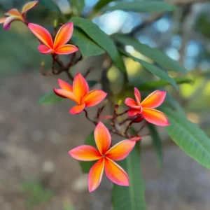 Angus Gold Plumeria Cutting - Unrooted Peach Frangipani, 10-12 in, Fragrant Tropical Plant - Image 4