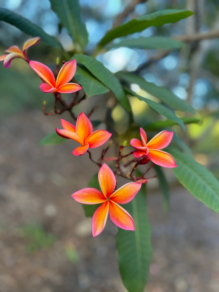 Angus Gold Plumeria Cutting - Unrooted Peach Frangipani, 10-12 in, Fragrant Tropical Plant - Image 4