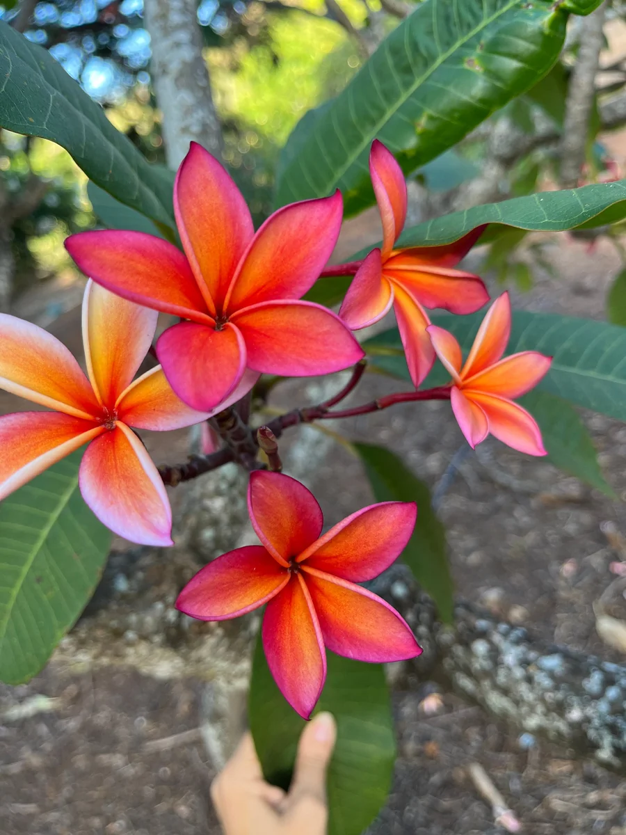 Angus Gold Plumeria Cutting - Unrooted Peach Frangipani, 10-12 in, Fragrant Tropical Plant - Image 1