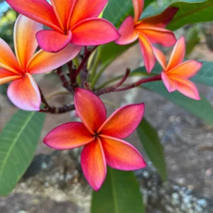 Angus Gold Plumeria Unrooted Cutting - Fragrant Peach Tropical Flower 10-12 in - Image 3