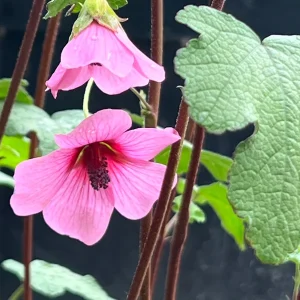 Anisodontea Strybing Beauty Live Plant – 1-2ft Tall – 6 Inch Pot - Image 2