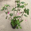 Anisodontea Strybing Beauty Live Plant – 1-2ft Tall – 6 Inch Pot - Image 1