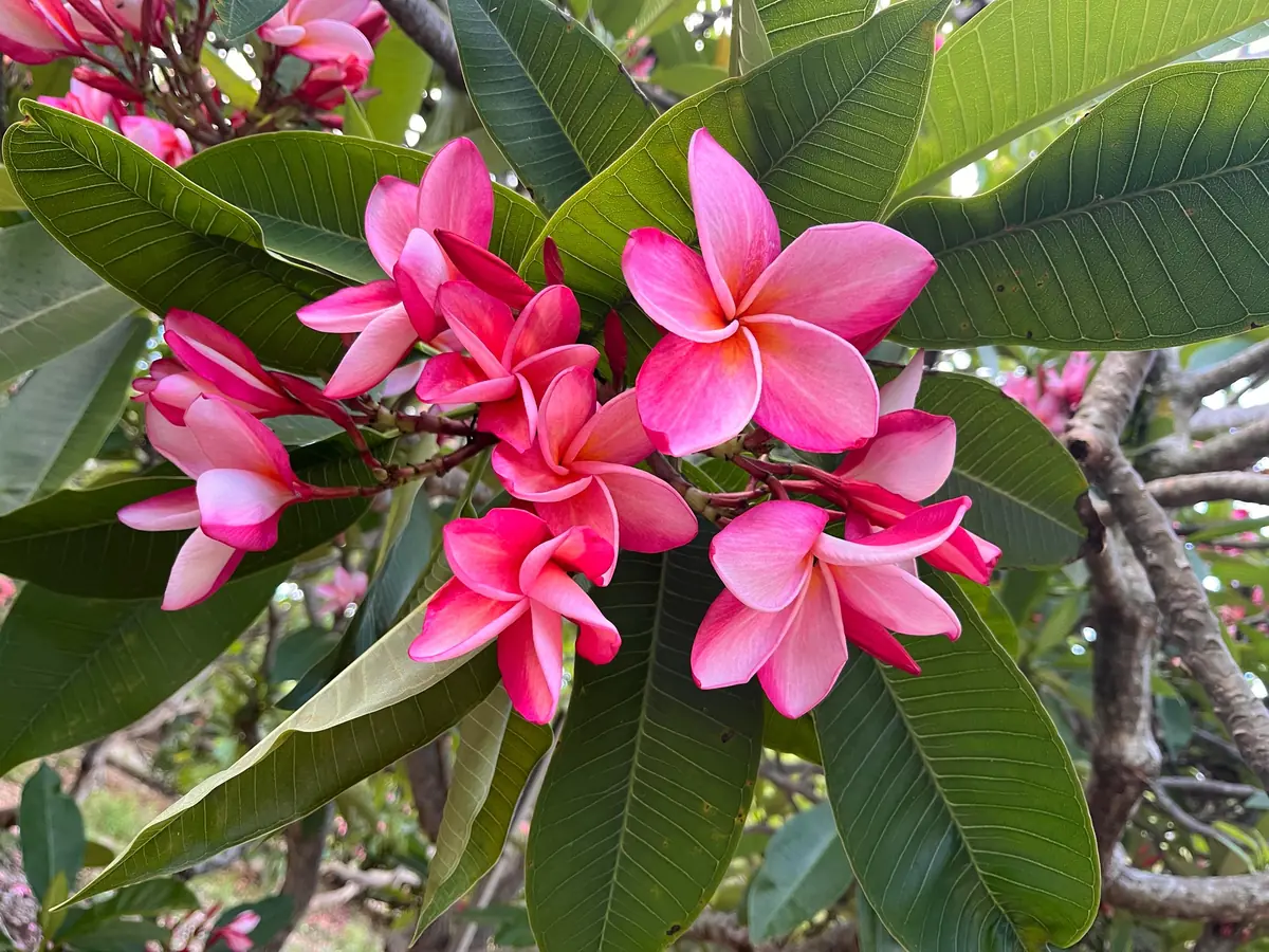 Anita Pink Plumeria Unrooted Cutting 10-12 in - Fragrant Tropical Plant - Image 1