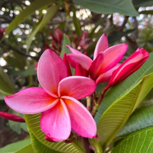 Anita Pink Plumeria Unrooted Cutting - 10-12 in Fragrant Tropical Plant - Image 2