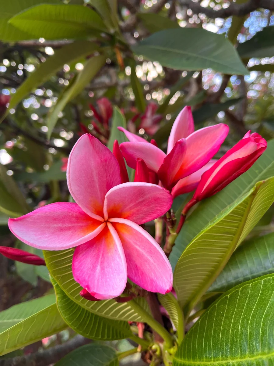 Anita Pink Plumeria Unrooted Cutting - 10-12 in Fragrant Tropical Plant - Image 2