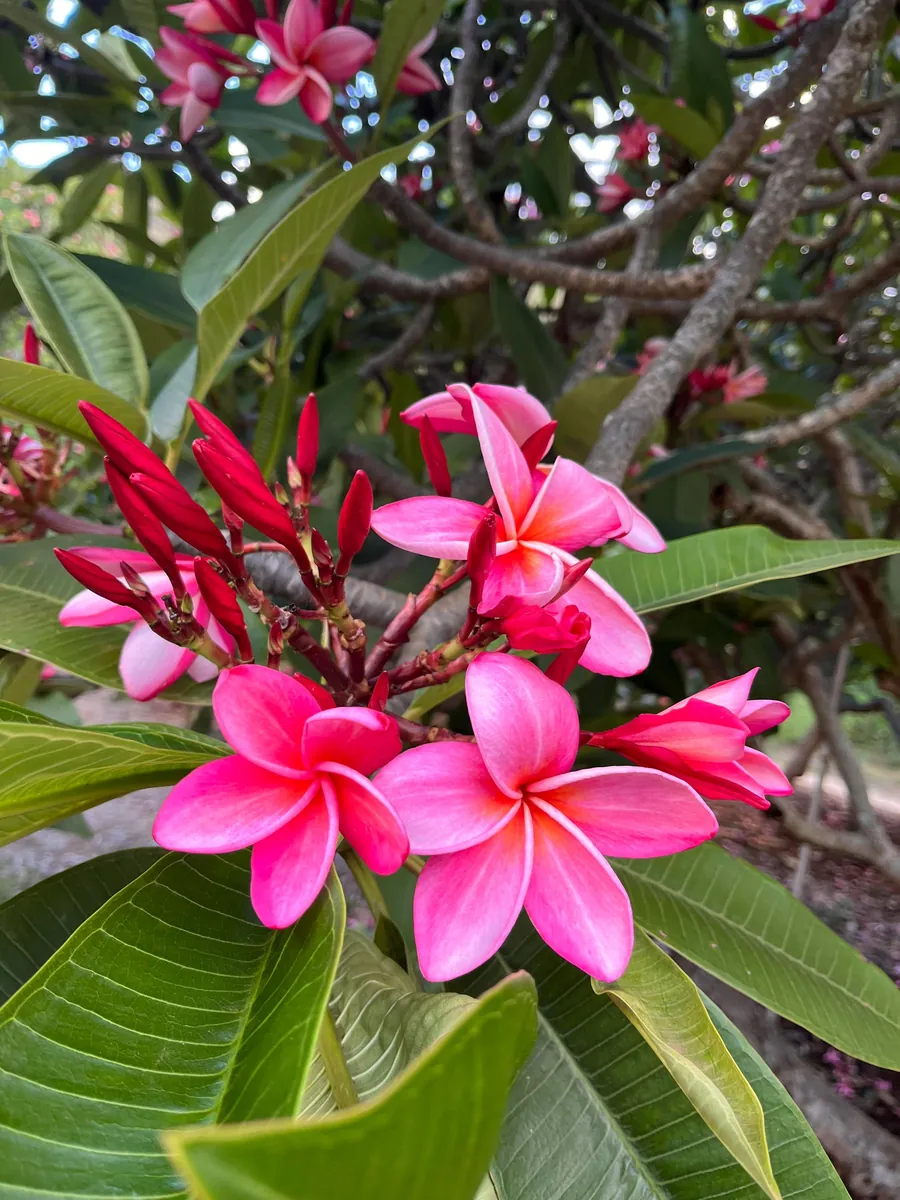 Anita Pink Plumeria Unrooted Cutting 10-12 in - Fragrant Tropical Plant - Image 3