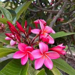 Anita Pink Plumeria Unrooted Cutting - 10-12 in Fragrant Tropical Plant - Image 3