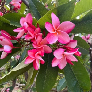 Anita Pink Plumeria Unrooted Cutting - 10-12 in Fragrant Tropical Plant - Image 1