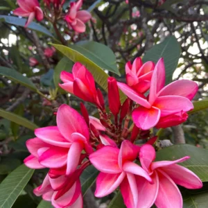 Anita Pink Plumeria Unrooted Cutting 10-12 in - Fragrant Tropical Plant - Image 4
