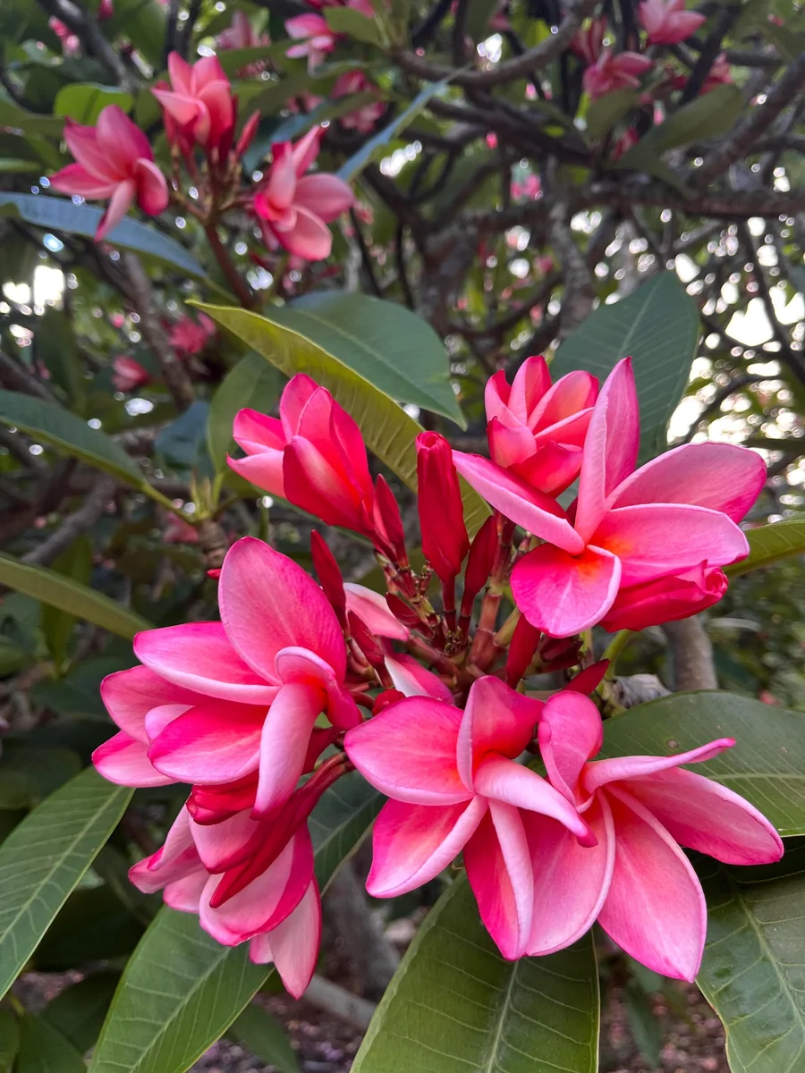 Anita Pink Plumeria Unrooted Cutting 10-12 in - Fragrant Tropical Plant - Image 4