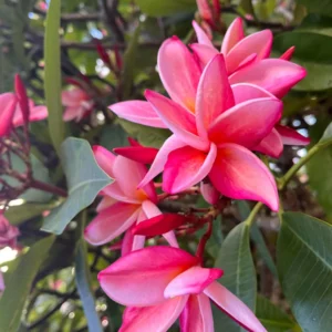 Anita Pink Plumeria Unrooted Cutting 10-12 in - Fragrant Tropical Plant - Image 5