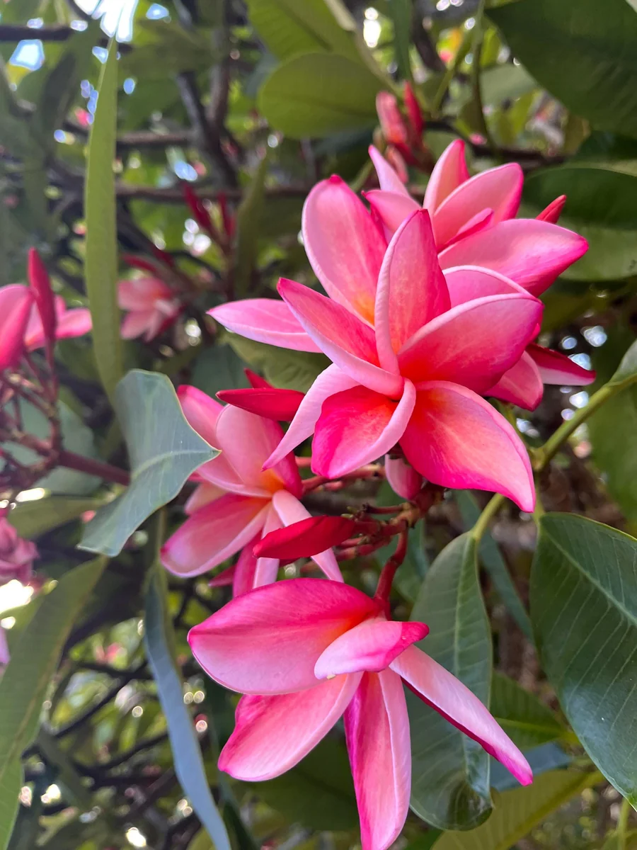 Anita Pink Plumeria Unrooted Cutting - 10-12 in Fragrant Tropical Plant - Image 5