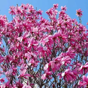 Ann Magnolia Tree Live Plant – Deep Purple-Red Flowering Shrub, 2.5