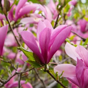 Ann Magnolia Tree Live Plant – Deep Purple-Red Flowering Shrub, 2.5