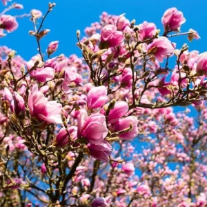 Ann Magnolia Tree Live Plant – Deep Purple-Red Flowering Shrub, 2.5