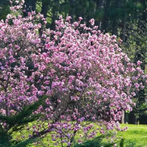 Ann Magnolia Tree Live Plant – Deep Purple-Red Flowering Shrub, 2.5