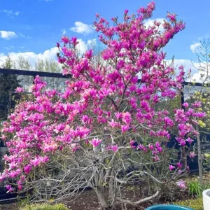 Ann Magnolia Tree Live Plant – Deep Purple-Red Flowering Shrub, 2.5