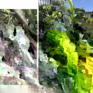 Annona Muricata Graviola Soursop Guanabana Live Fruit Tree 12-16 Inches Tall Outdoor Tropical - Image 1