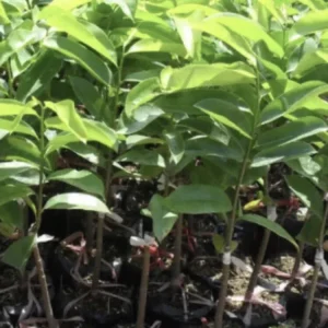 Annona Muricata Graviola Soursop Guanabana Live Fruit Tree - 12-16 inch Tropical - Image 6