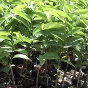 Annona Muricata Graviola Soursop Guanabana Live Fruit Tree 12-16 Inches Tall Outdoor Tropical - Image 7