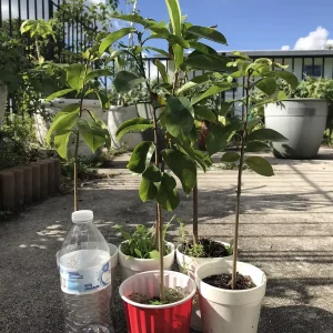 Annona Muricata Graviola Soursop Guanabana Live Fruit Tree - 12-16 inch Tropical - Image 9