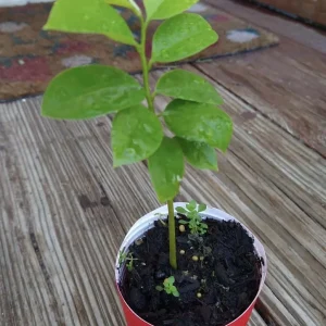 Annona Muricata Graviola Soursop Guanabana Live Plant Starter - 5-9 inches Tall Tropical Tree - Image 2